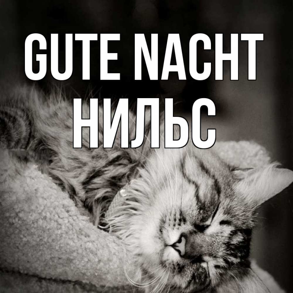 Открытка на каждый день с именем, Нильс Gute Nacht котярик пушистый Прикольная открытка с пожеланием онлайн скачать бесплатно 