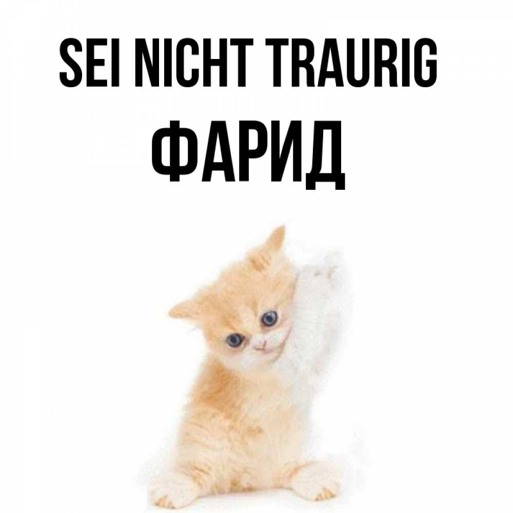 Открытка на каждый день с именем, Фарид Sei nicht traurig просящий кот Прикольная открытка с пожеланием онлайн скачать бесплатно 