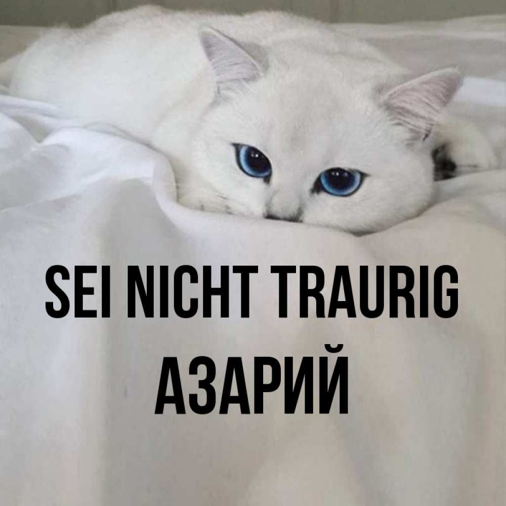 Открытка на каждый день с именем, Азарий Sei nicht traurig Голубоглазая кошка Прикольная открытка с пожеланием онлайн скачать бесплатно 