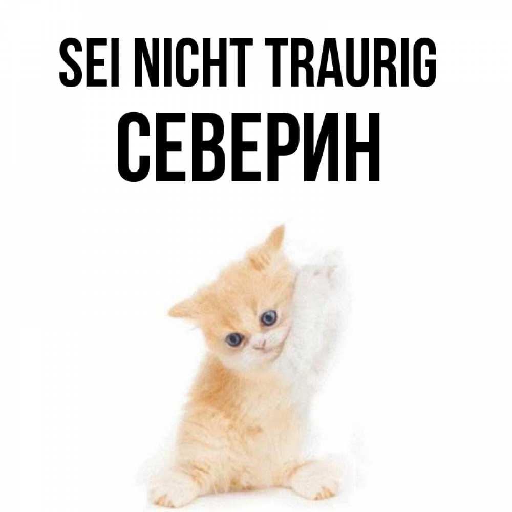 Открытка на каждый день с именем, Северин Sei nicht traurig просящий кот Прикольная открытка с пожеланием онлайн скачать бесплатно 