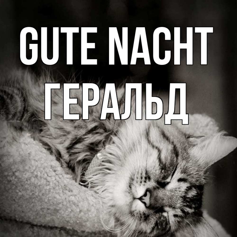 Открытка на каждый день с именем, Геральд Gute Nacht котярик пушистый Прикольная открытка с пожеланием онлайн скачать бесплатно 