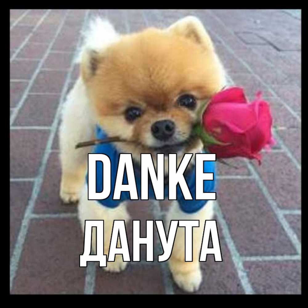 Открытка на каждый день с именем, Данута Danke спасибо и дарю тебе цветок Прикольная открытка с пожеланием онлайн скачать бесплатно 