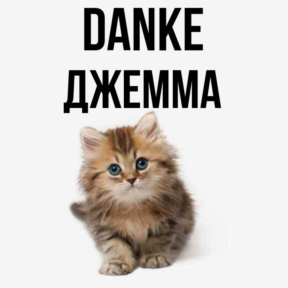 Открытка на каждый день с именем, Джемма Danke пушистый котик Прикольная открытка с пожеланием онлайн скачать бесплатно 