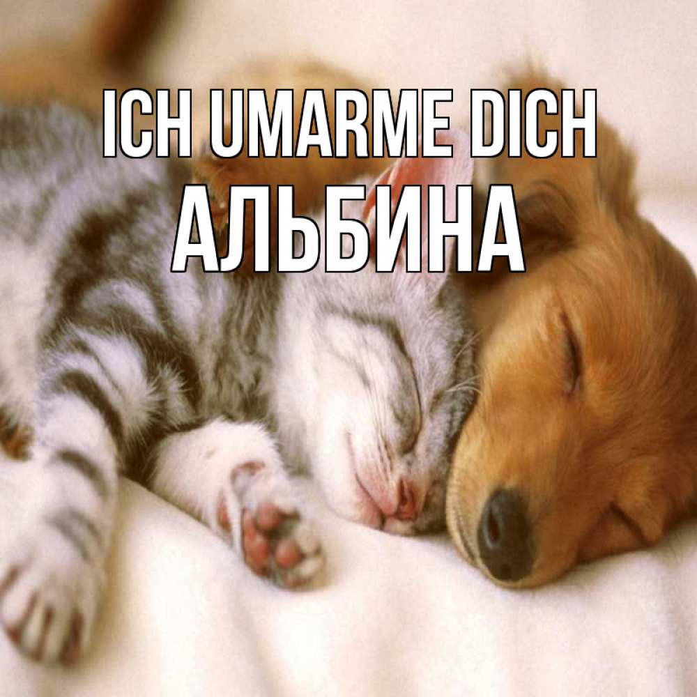 Открытка на каждый день с именем, Альбина Ich umarme dich пес и котенок Прикольная открытка с пожеланием онлайн скачать бесплатно 