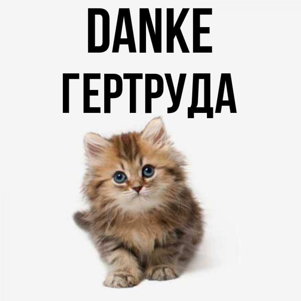 Открытка на каждый день с именем, Гертруда Danke пушистый котик Прикольная открытка с пожеланием онлайн скачать бесплатно 