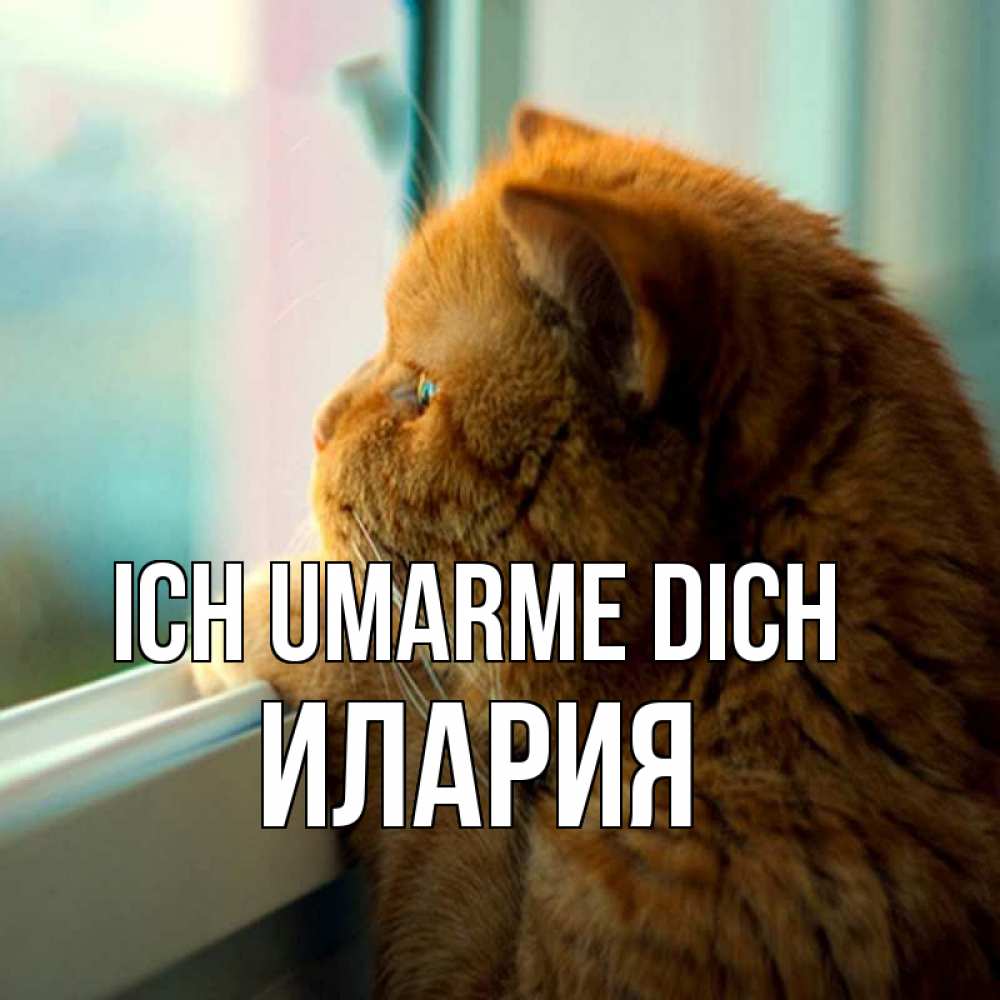 Открытка на каждый день с именем, Илария Ich umarme dich большой огромный рыжий котяра Прикольная открытка с пожеланием онлайн скачать бесплатно 
