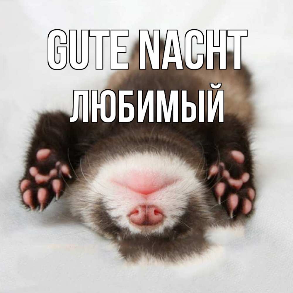 Открытка на каждый день с именем, Любимый Gute Nacht зверек Прикольная открытка с пожеланием онлайн скачать бесплатно 