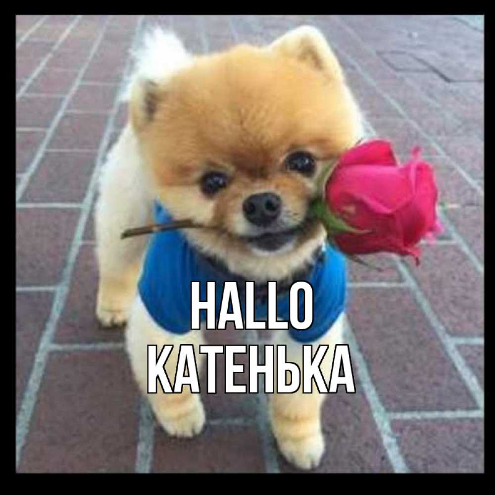 Открытка на каждый день с именем, Катенька Hallo роза в зубах у собаки Прикольная открытка с пожеланием онлайн скачать бесплатно 