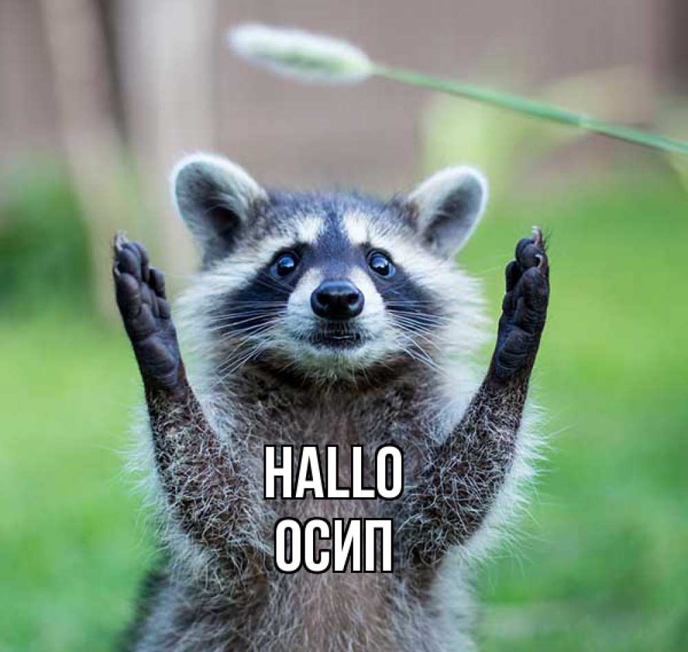 Открытка на каждый день с именем, Осип Hallo животные Прикольная открытка с пожеланием онлайн скачать бесплатно 