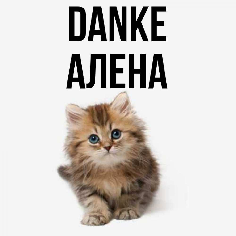 Открытка на каждый день с именем, Алена Danke пушистый котик Прикольная открытка с пожеланием онлайн скачать бесплатно 