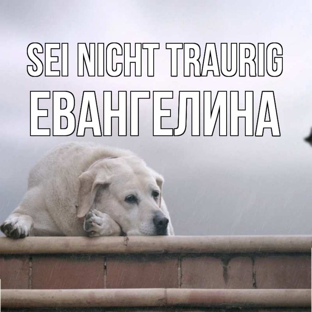 Открытка на каждый день с именем, Евангелина Sei nicht traurig белый пес 1 Прикольная открытка с пожеланием онлайн скачать бесплатно 