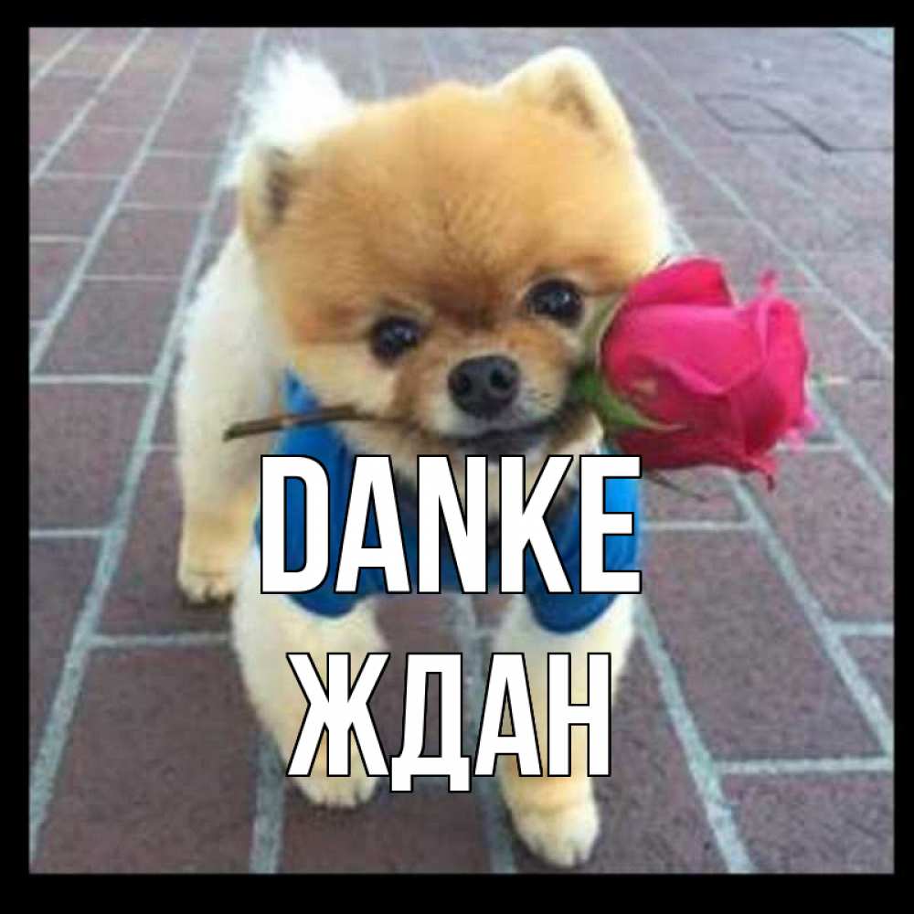 Открытка на каждый день с именем, Ждан Danke спасибо и дарю тебе цветок Прикольная открытка с пожеланием онлайн скачать бесплатно 