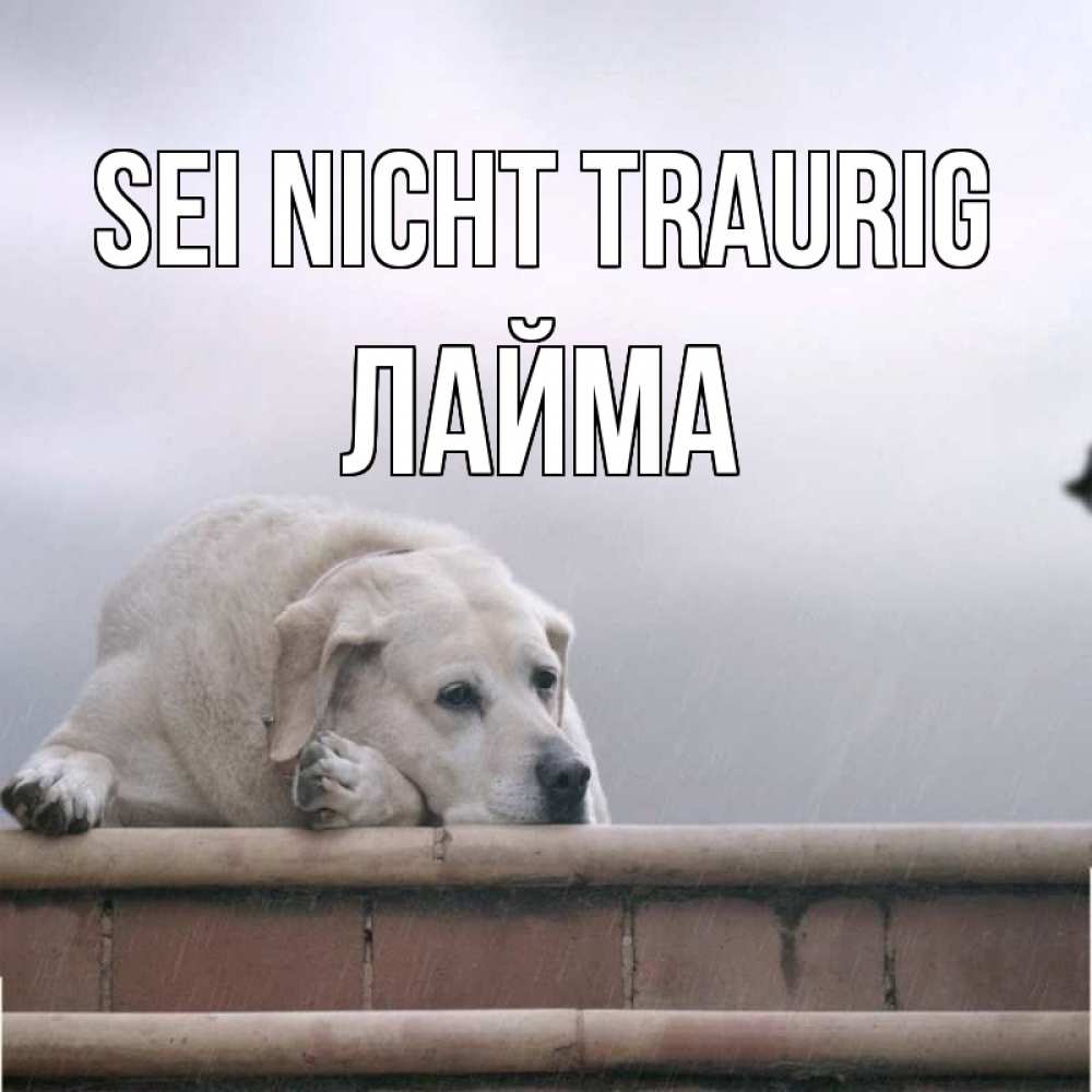 Открытка на каждый день с именем, Лайма Sei nicht traurig белый пес 1 Прикольная открытка с пожеланием онлайн скачать бесплатно 