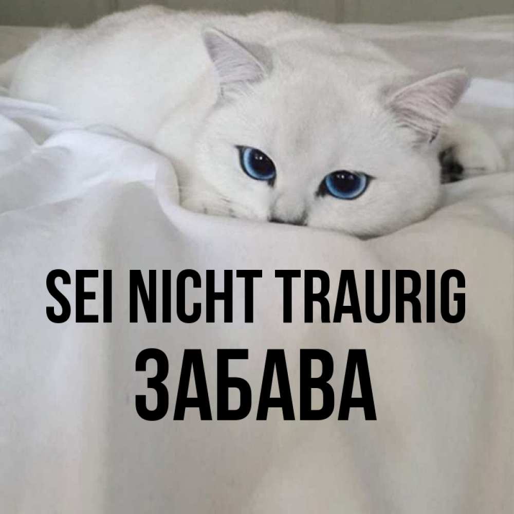 Открытка на каждый день с именем, Забава Sei nicht traurig Голубоглазая кошка Прикольная открытка с пожеланием онлайн скачать бесплатно 