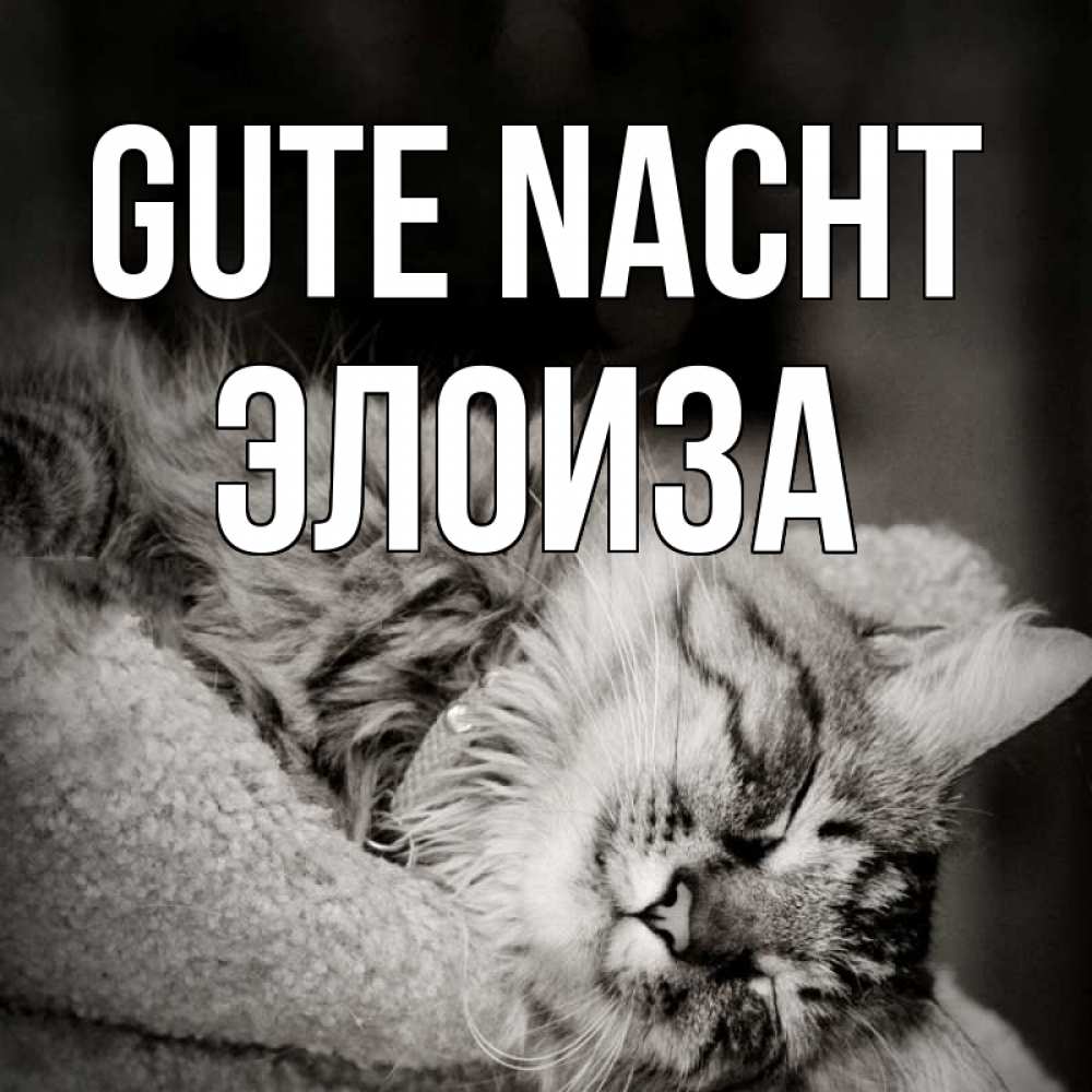 Открытка на каждый день с именем, Элоиза Gute Nacht котярик пушистый Прикольная открытка с пожеланием онлайн скачать бесплатно 