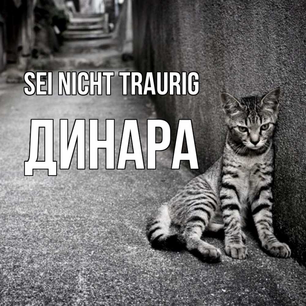 Открытка на каждый день с именем, Динара Sei nicht traurig скучающий котик Прикольная открытка с пожеланием онлайн скачать бесплатно 