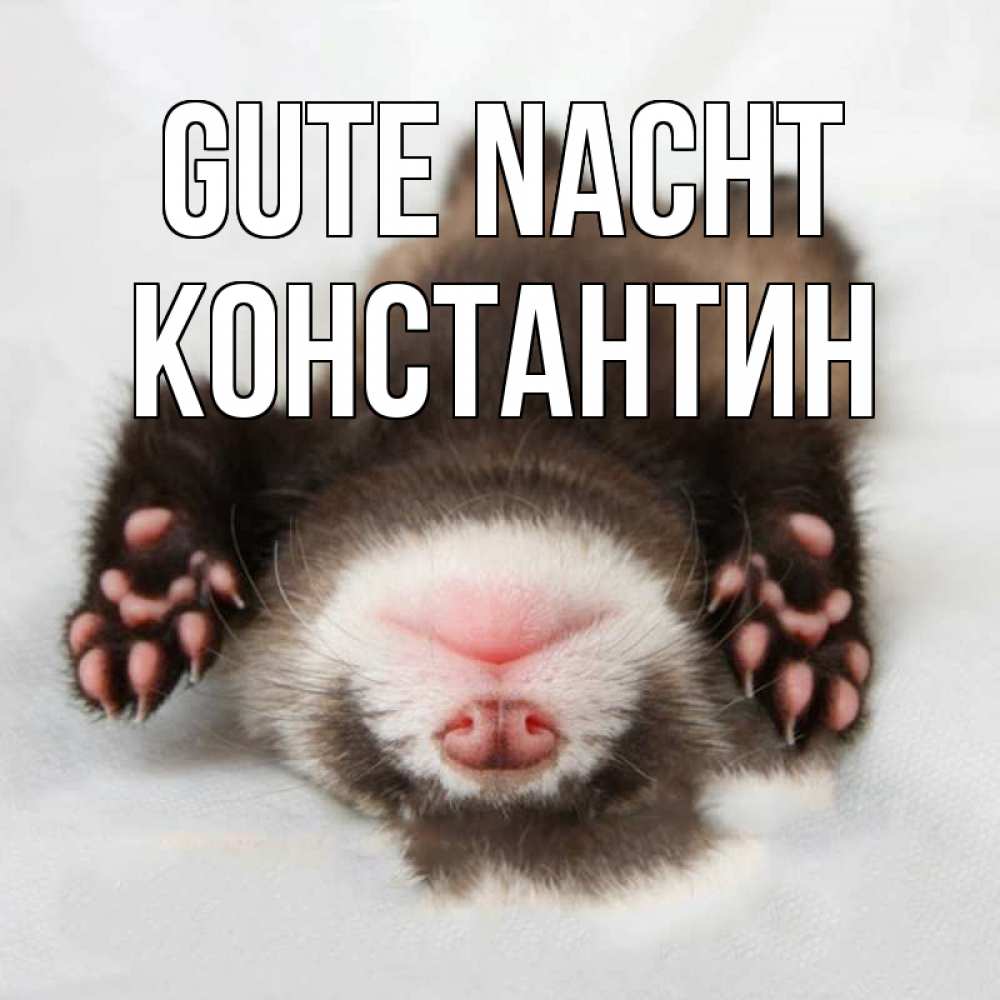 Открытка на каждый день с именем, Константин Gute Nacht зверек Прикольная открытка с пожеланием онлайн скачать бесплатно 