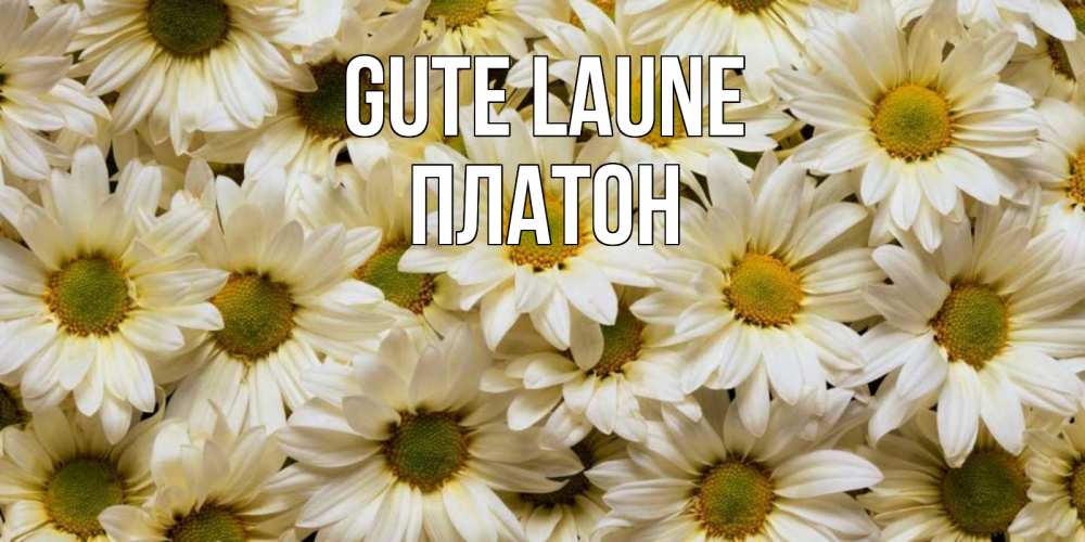 Открытка на каждый день с именем, Платон Gute Laune крупные ромашки Прикольная открытка с пожеланием онлайн скачать бесплатно 