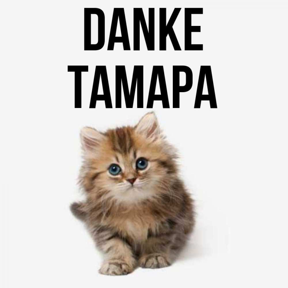 Открытка на каждый день с именем, Тамара Danke пушистый котик Прикольная открытка с пожеланием онлайн скачать бесплатно 