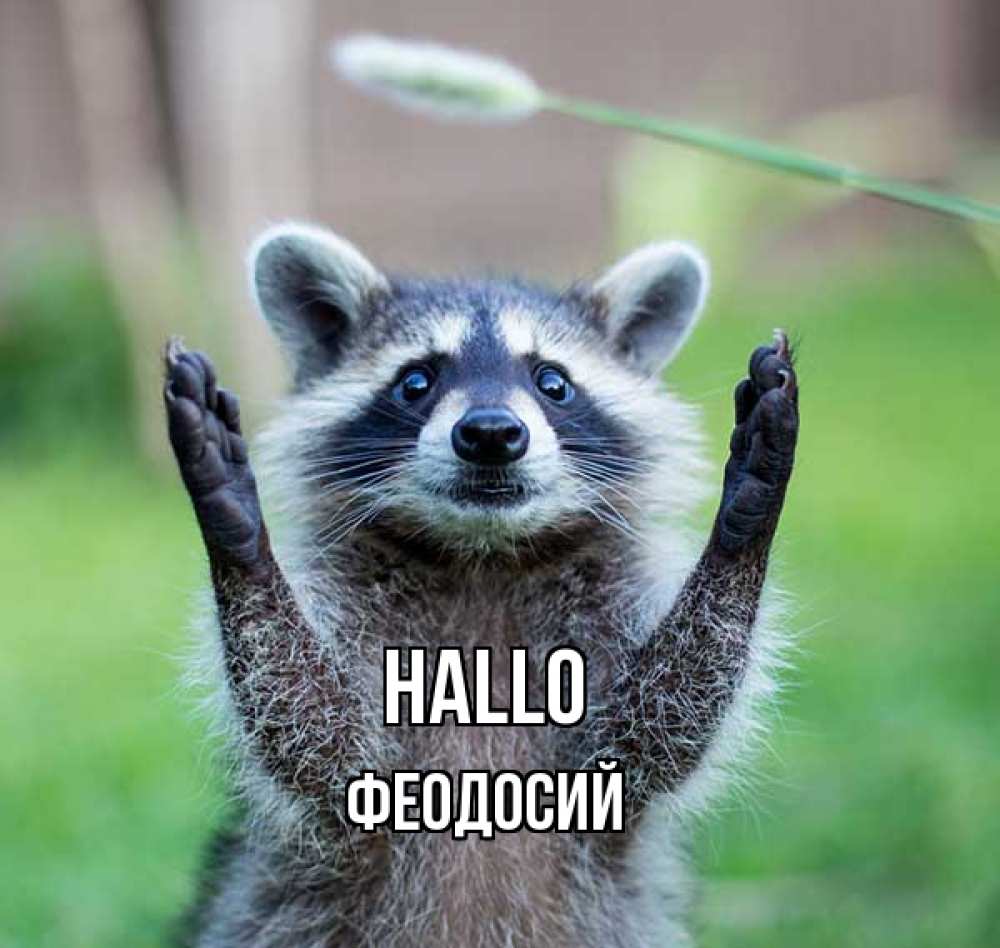 Открытка на каждый день с именем, Феодосий Hallo животные Прикольная открытка с пожеланием онлайн скачать бесплатно 