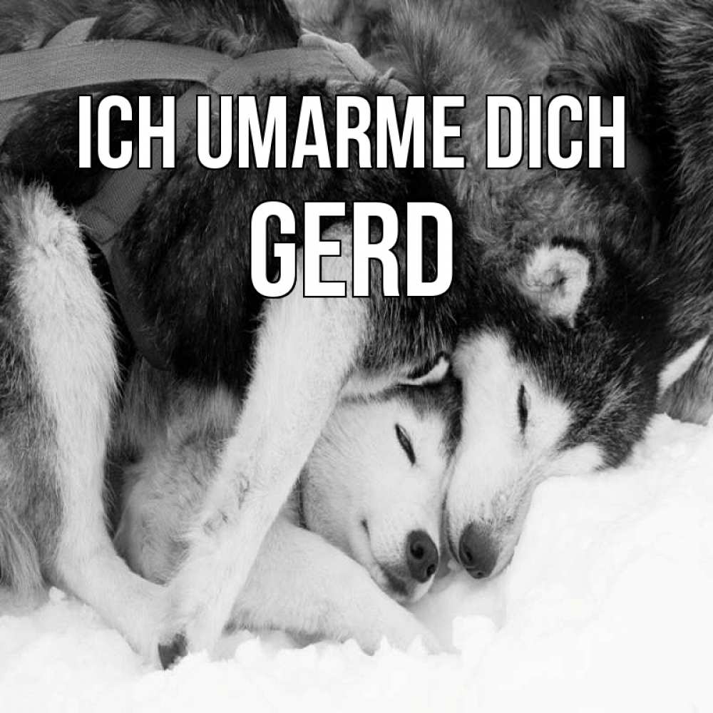Открытка на каждый день с именем, Gerd Ich umarme dich собачки в упряжке Прикольная открытка с пожеланием онлайн скачать бесплатно 