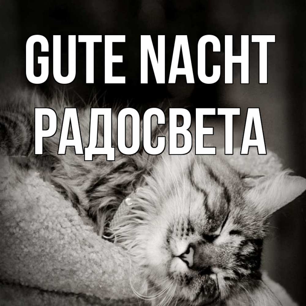 Открытка на каждый день с именем, Радосвета Gute Nacht котярик пушистый Прикольная открытка с пожеланием онлайн скачать бесплатно 