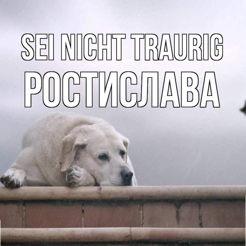 Открытка на каждый день с именем, Ростислава Sei nicht traurig белый пес 1 Прикольная открытка с пожеланием онлайн скачать бесплатно 