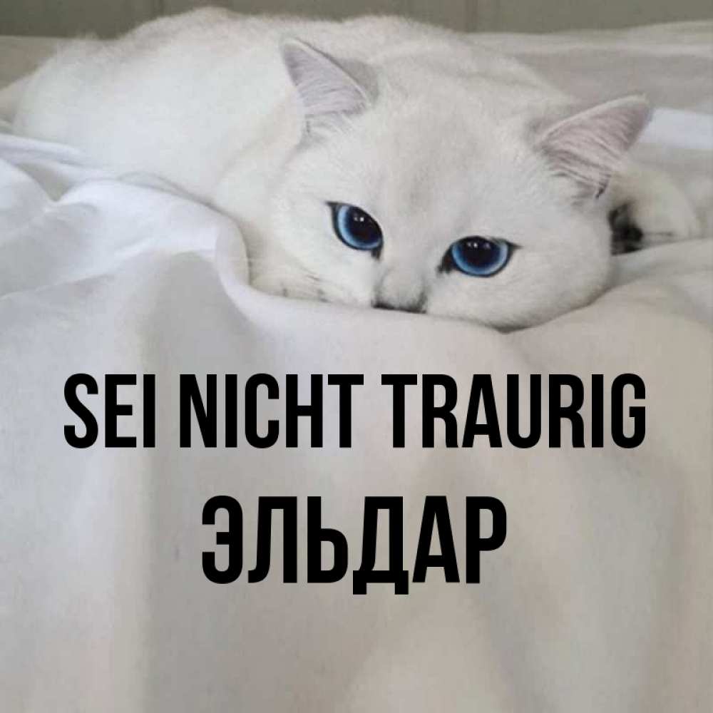 Открытка на каждый день с именем, Эльдар Sei nicht traurig Голубоглазая кошка Прикольная открытка с пожеланием онлайн скачать бесплатно 