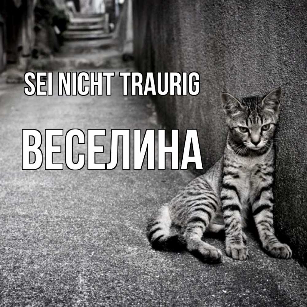Открытка на каждый день с именем, Веселина Sei nicht traurig скучающий котик Прикольная открытка с пожеланием онлайн скачать бесплатно 