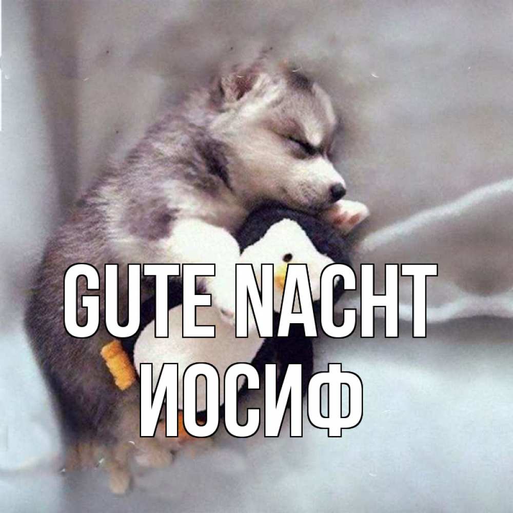 Открытка на каждый день с именем, Иосиф Gute Nacht обнимашки щенка и пингвина Прикольная открытка с пожеланием онлайн скачать бесплатно 