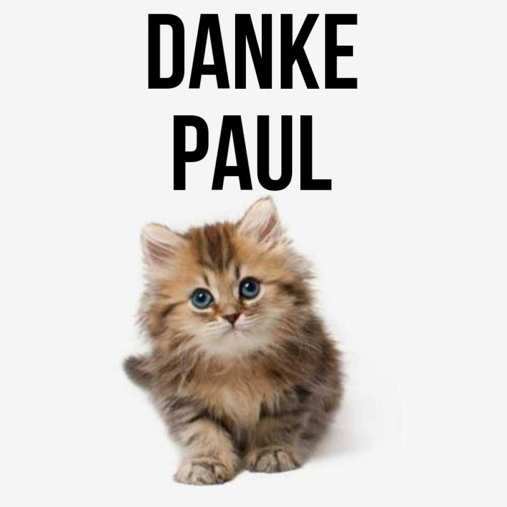 Открытка на каждый день с именем, Paul Danke пушистый котик Прикольная открытка с пожеланием онлайн скачать бесплатно 