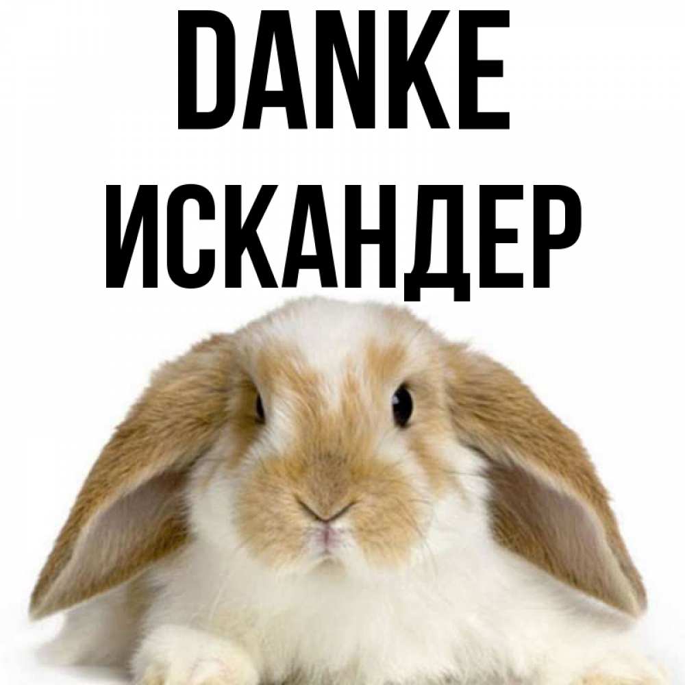 Открытка на каждый день с именем, Искандер Danke коричнево белый заяц Прикольная открытка с пожеланием онлайн скачать бесплатно 
