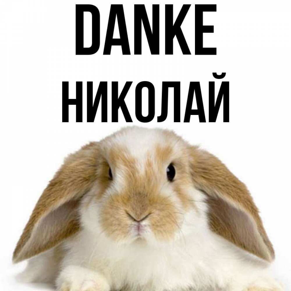 Открытка на каждый день с именем, Николай Danke коричнево белый заяц Прикольная открытка с пожеланием онлайн скачать бесплатно 