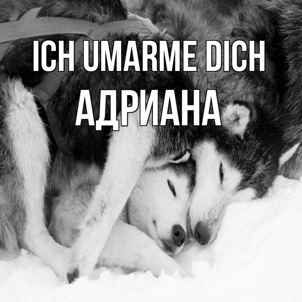 Открытка на каждый день с именем, Адриана Ich umarme dich собачки в упряжке Прикольная открытка с пожеланием онлайн скачать бесплатно 