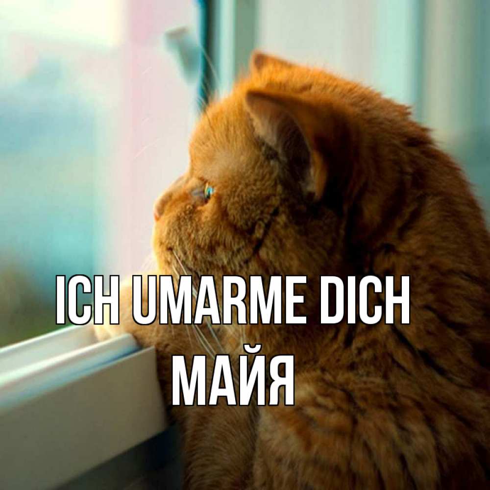 Открытка на каждый день с именем, Майя Ich umarme dich большой огромный рыжий котяра Прикольная открытка с пожеланием онлайн скачать бесплатно 