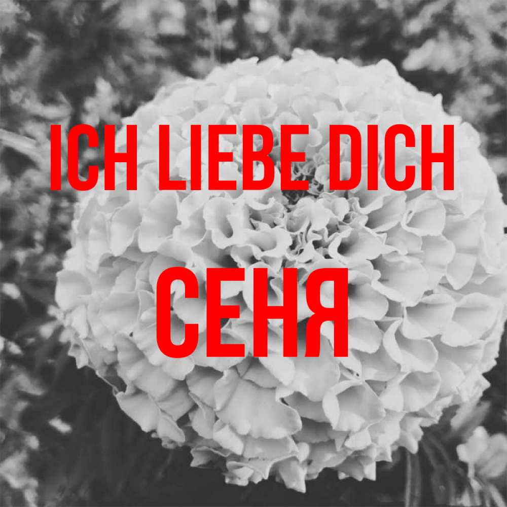 Открытка на каждый день с именем, Сеня Ich liebe dich подпись Прикольная открытка с пожеланием онлайн скачать бесплатно 