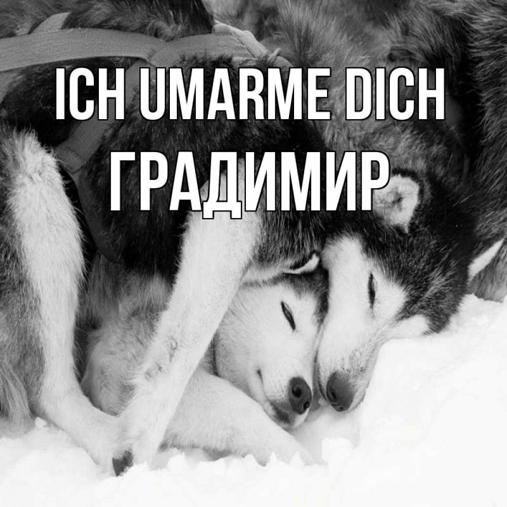Открытка на каждый день с именем, Градимир Ich umarme dich собачки в упряжке Прикольная открытка с пожеланием онлайн скачать бесплатно 