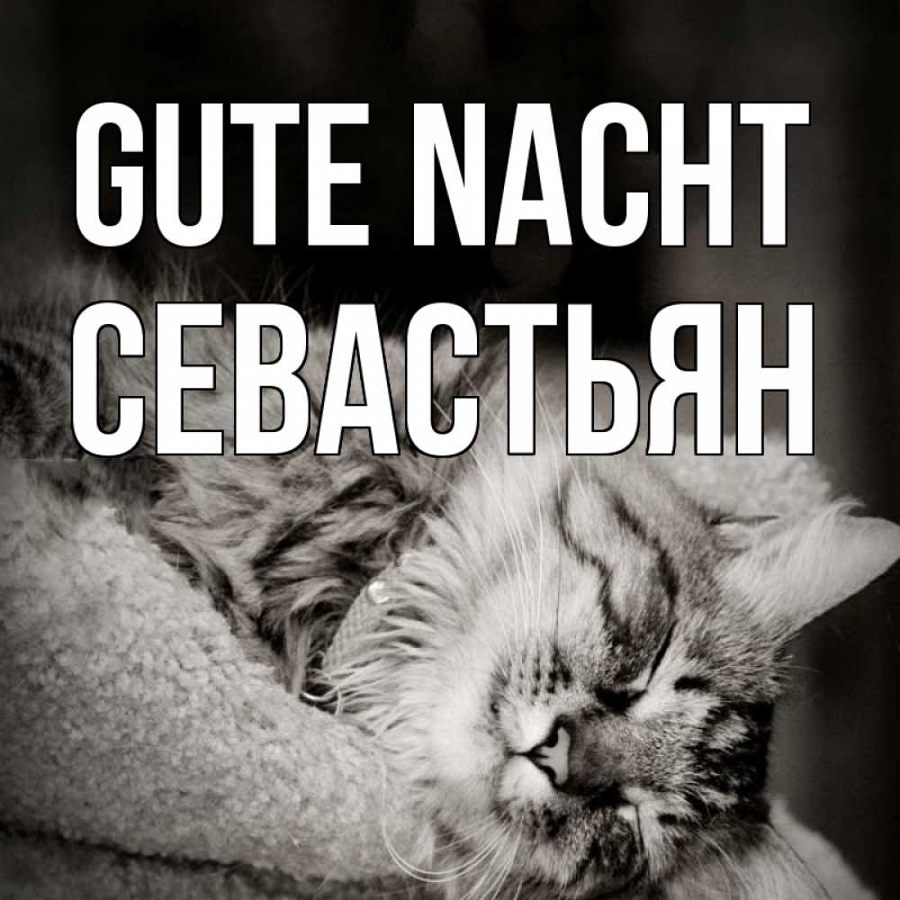 Открытка на каждый день с именем, Севастьян Gute Nacht котярик пушистый Прикольная открытка с пожеланием онлайн скачать бесплатно 