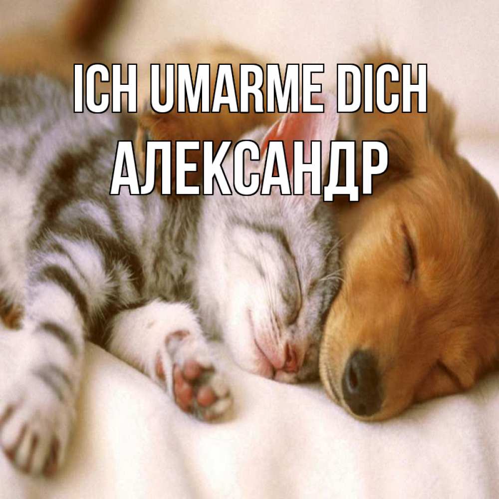 Открытка на каждый день с именем, Александр Ich umarme dich пес и котенок Прикольная открытка с пожеланием онлайн скачать бесплатно 
