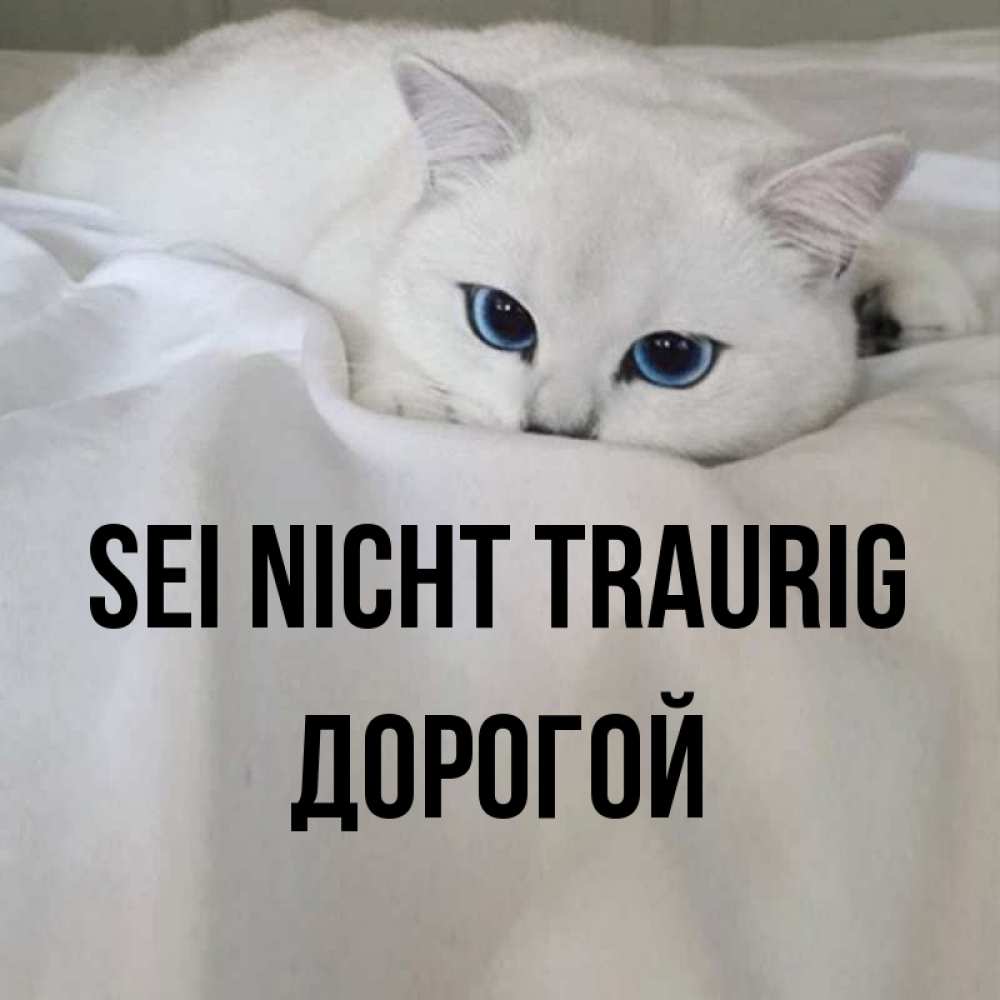 Открытка на каждый день с именем, Дорогой Sei nicht traurig Голубоглазая кошка Прикольная открытка с пожеланием онлайн скачать бесплатно 