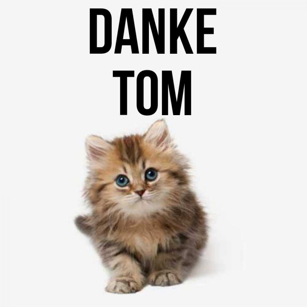 Открытка на каждый день с именем, Tom Danke пушистый котик Прикольная открытка с пожеланием онлайн скачать бесплатно 