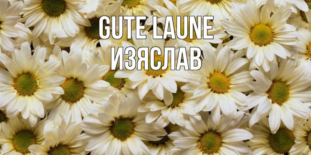 Открытка на каждый день с именем, Изяслав Gute Laune крупные ромашки Прикольная открытка с пожеланием онлайн скачать бесплатно 