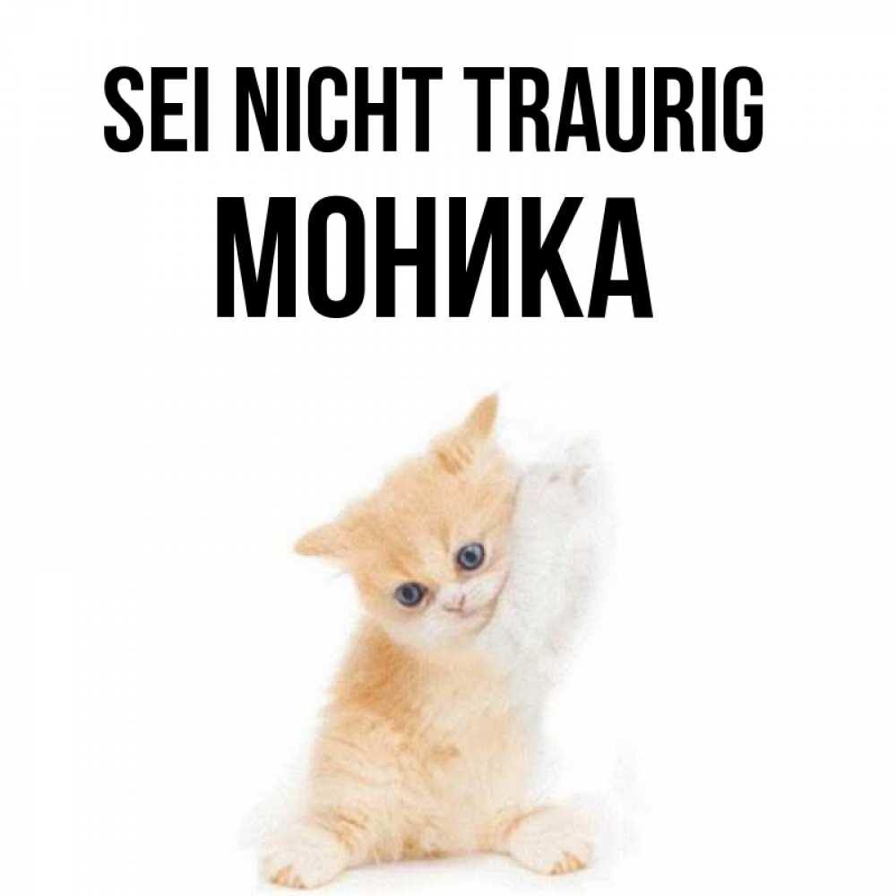 Открытка на каждый день с именем, Моника Sei nicht traurig просящий кот Прикольная открытка с пожеланием онлайн скачать бесплатно 