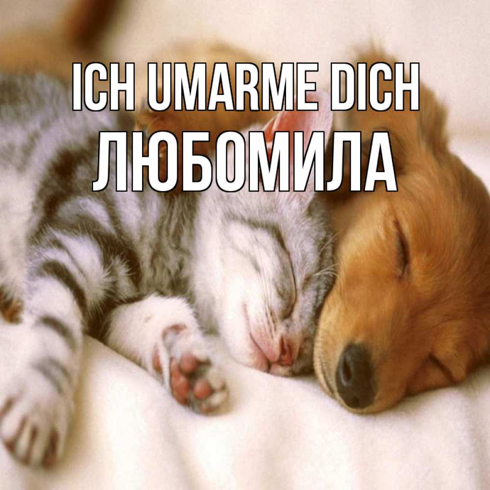 Открытка на каждый день с именем, Любомила Ich umarme dich пес и котенок Прикольная открытка с пожеланием онлайн скачать бесплатно 