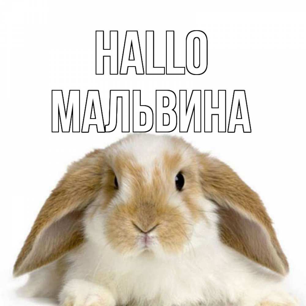 Открытка на каждый день с именем, Мальвина Hallo с животными Прикольная открытка с пожеланием онлайн скачать бесплатно 