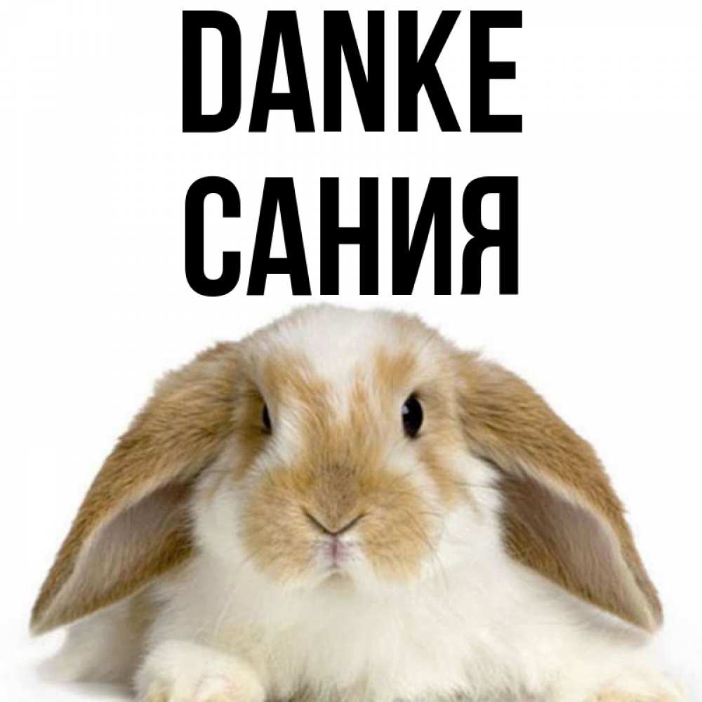Открытка на каждый день с именем, Сания Danke коричнево белый заяц Прикольная открытка с пожеланием онлайн скачать бесплатно 