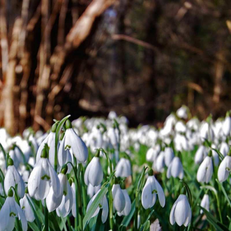 Открытка подснежники 1 с подснежниками 1 Am 8. März 