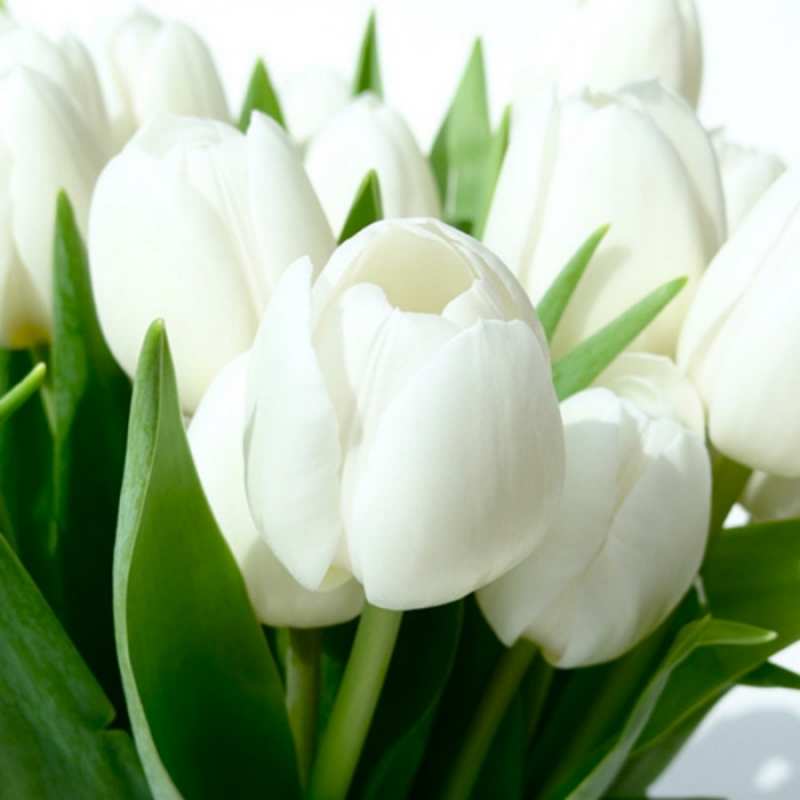 Открытка тюльпаны белые  цветы  Am 8. März 