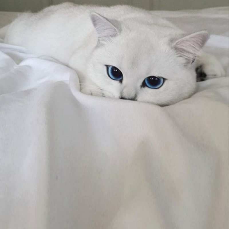Открытка очень красивый породистый кот  белый кот с голубыми глазами на белоснежной кровати  Sei nicht traurig 