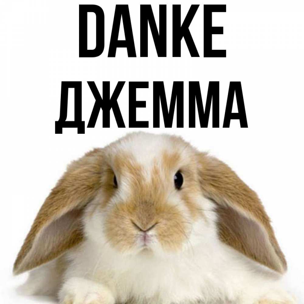 Открытка на каждый день с именем, Джемма Danke коричнево белый заяц Прикольная открытка с пожеланием онлайн скачать бесплатно 